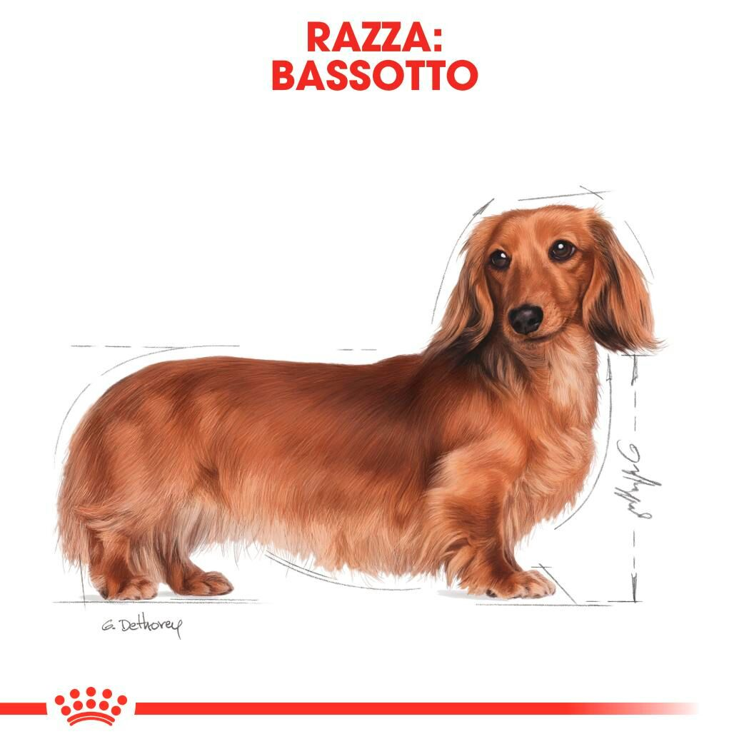 DACHSHUND Wet
