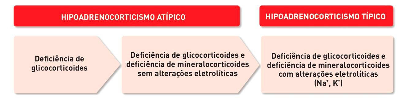 Classificação atual do hipoadrenocorticismo espontâneo em cães