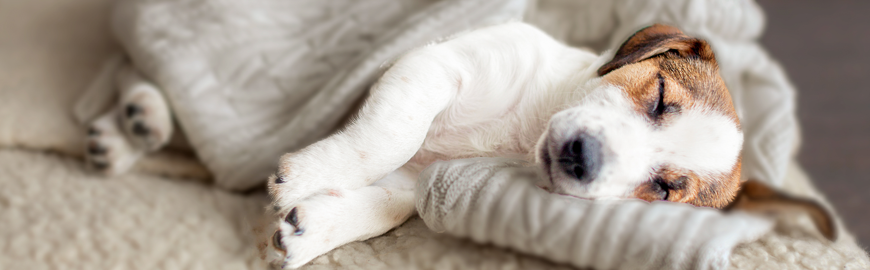 Jack Russell Terrier puppy sleeping on a soft blanket