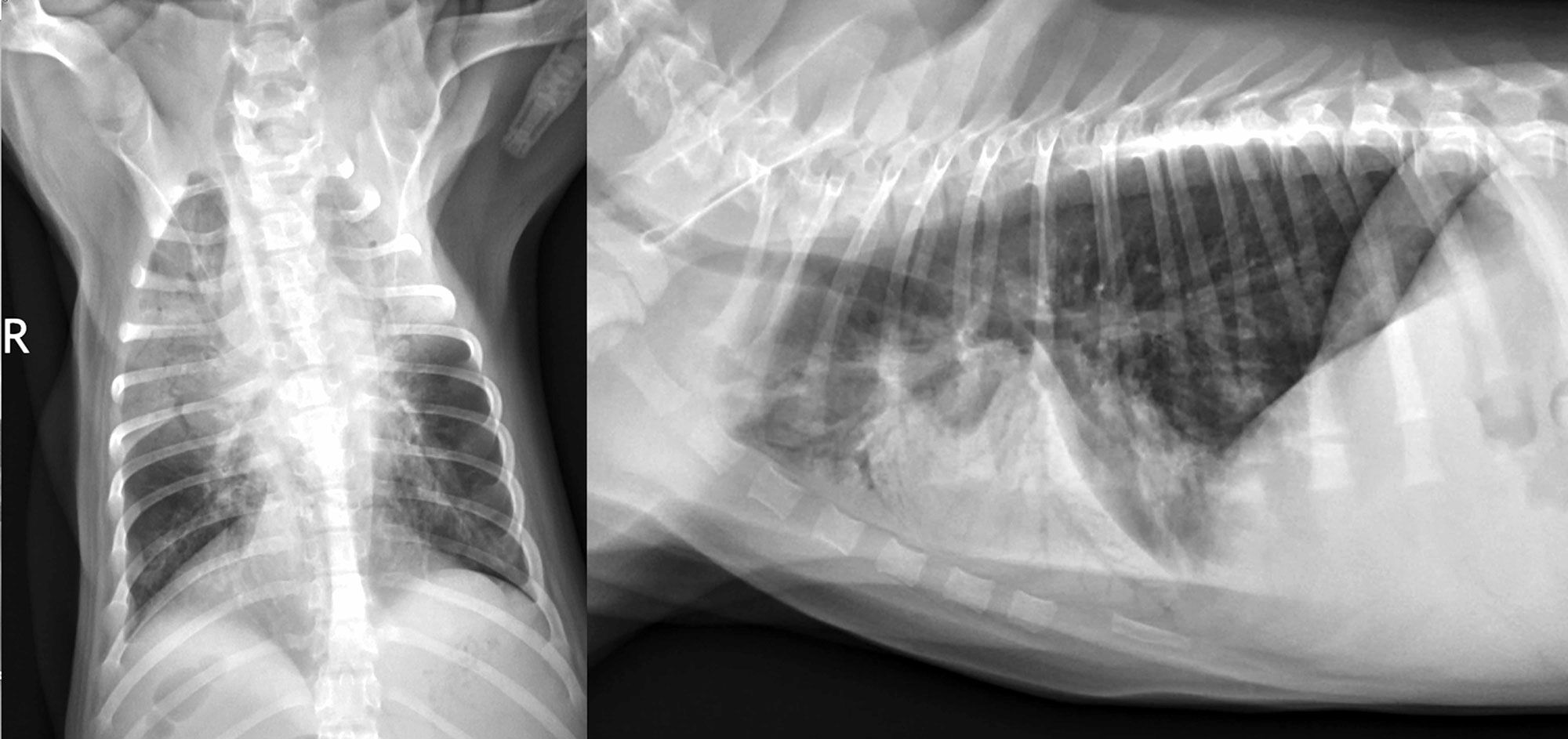 Figure 4. Radiographies thoraciques dorsoventrale