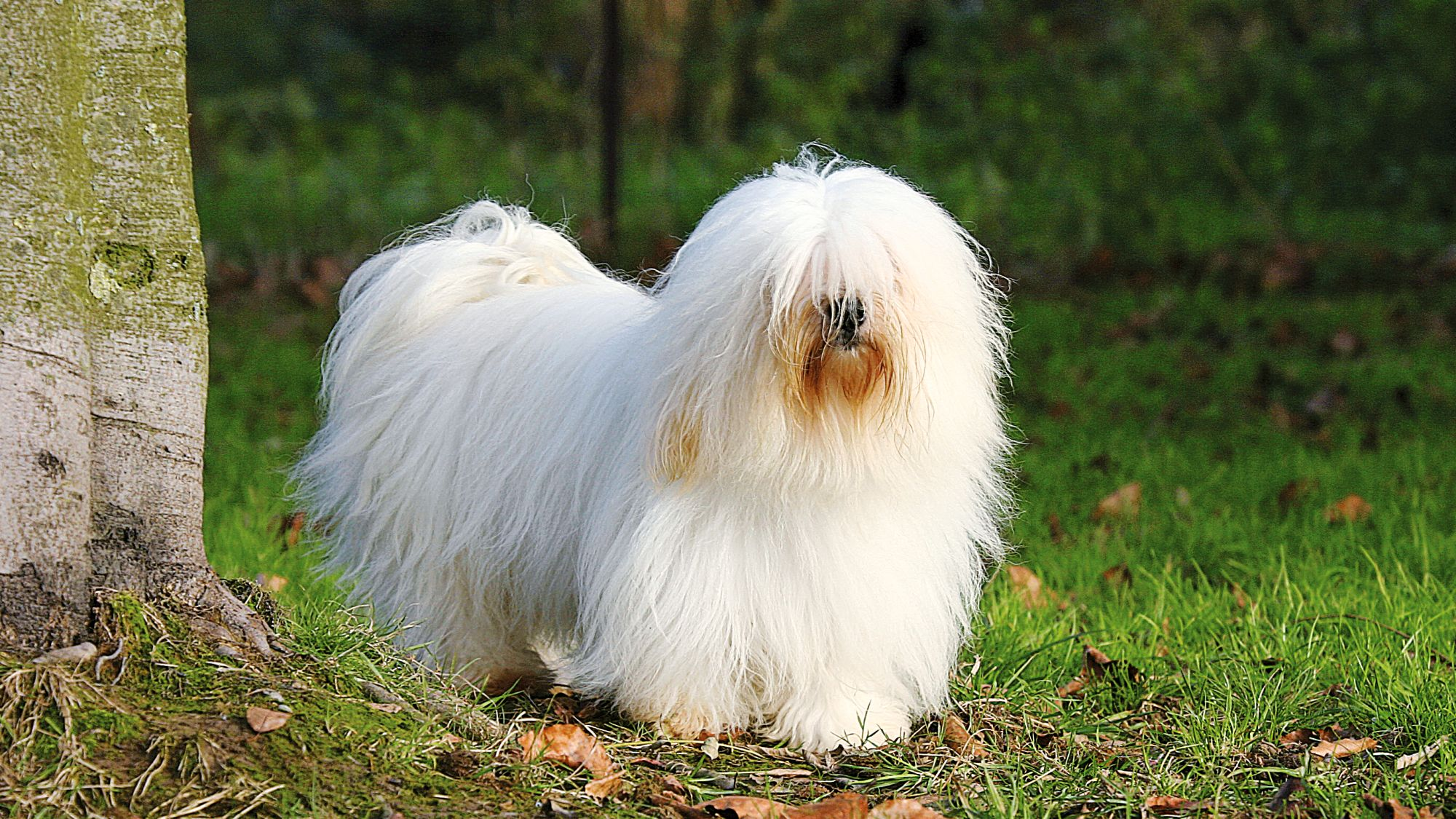 Long-haired Coton de Tulear dog standing by a tree