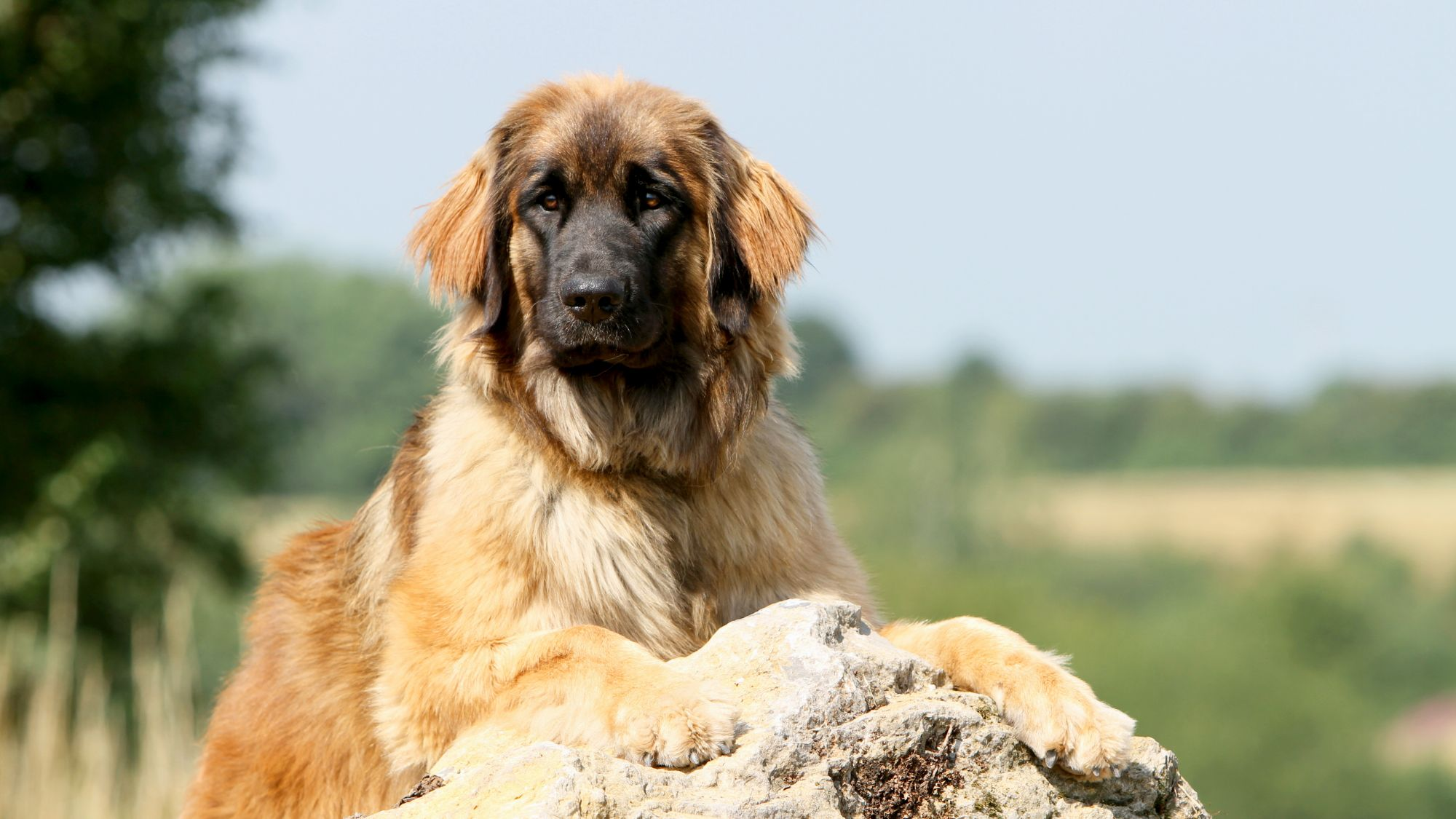 Leonberger lying on rocky outcrop