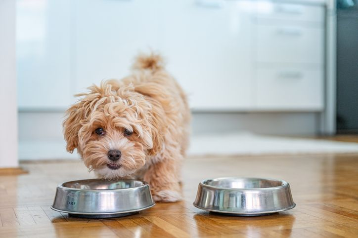 Maltezer puppy eet uit een voerbak