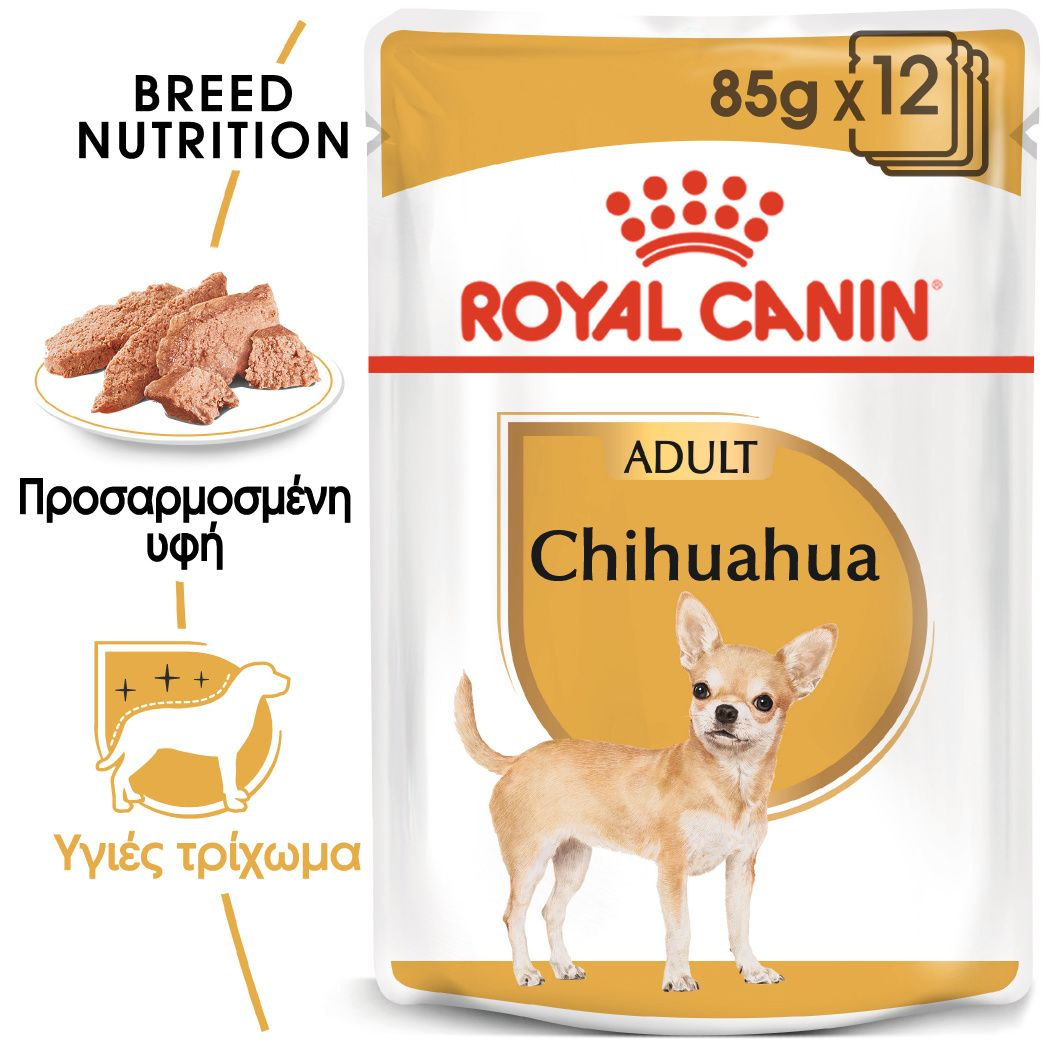 Chihuahua
