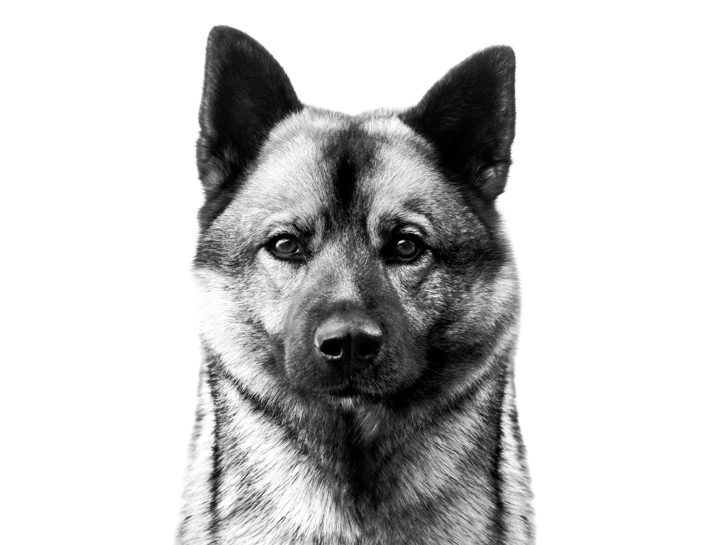 Norwegian Elkhound adult black and white