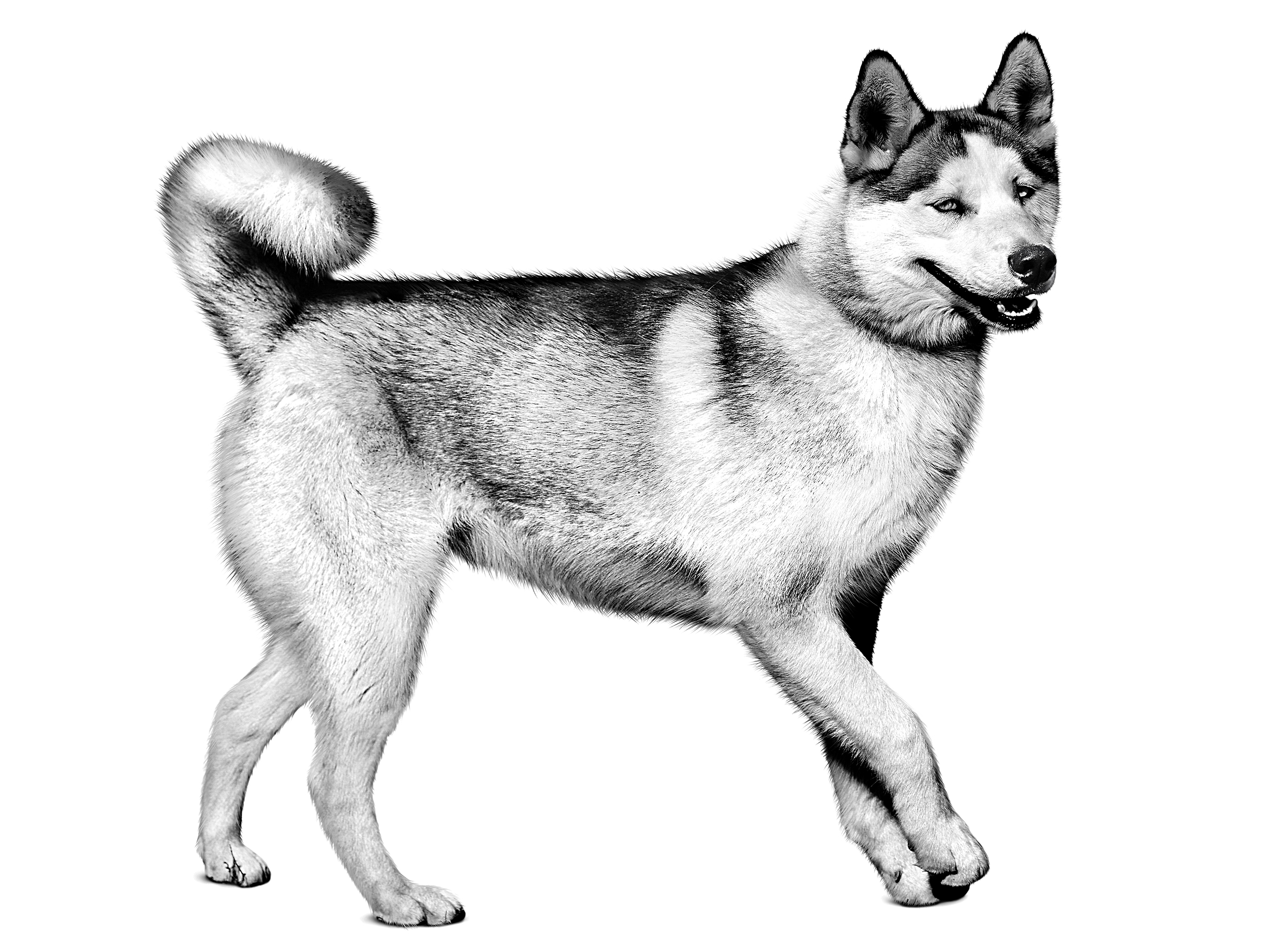 Greenland Dog adult in black and white