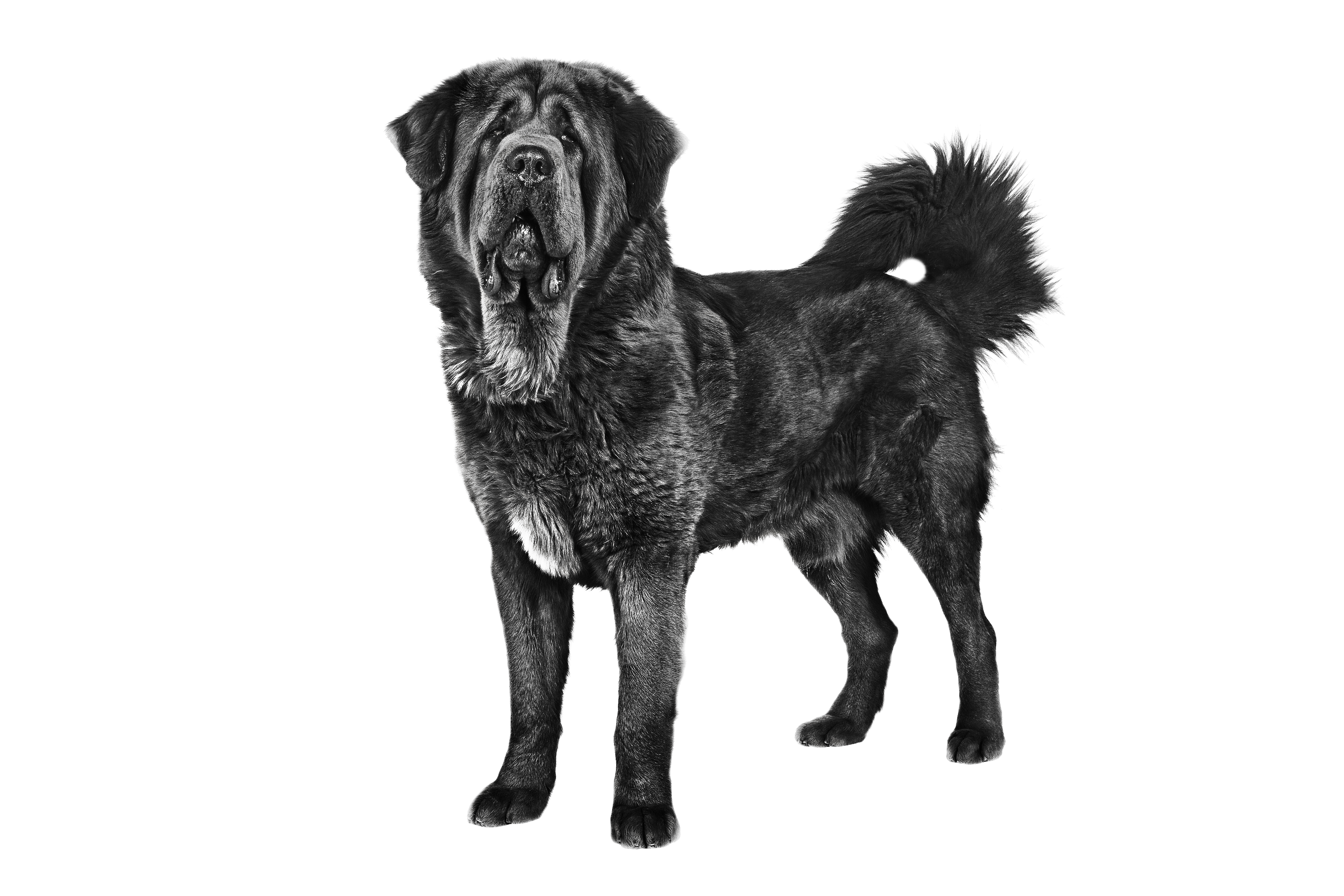 Tibetan Mastiff adult black and white