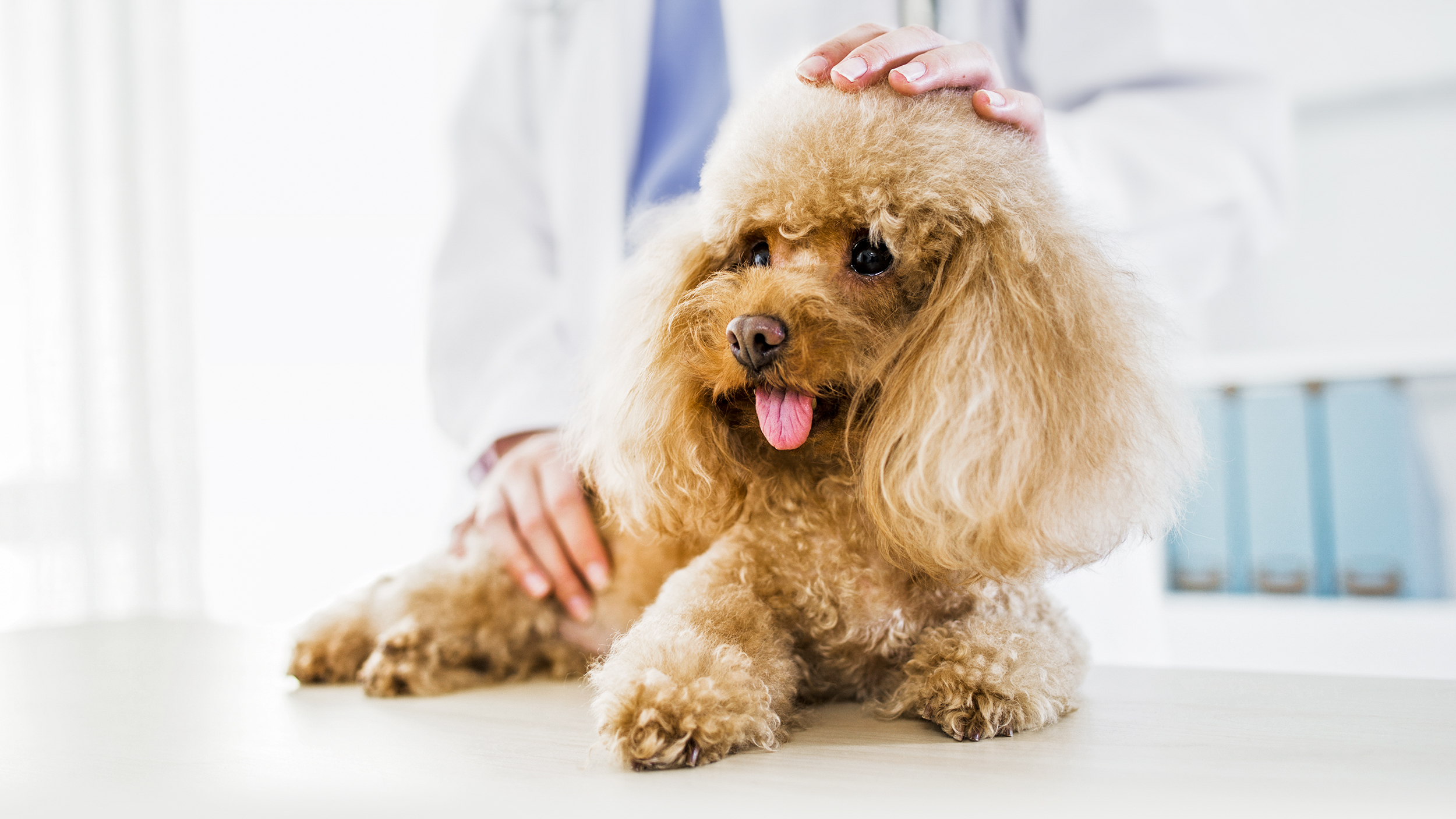 Poodle adulto deitado numa marquesa de uma clínica veterinária.