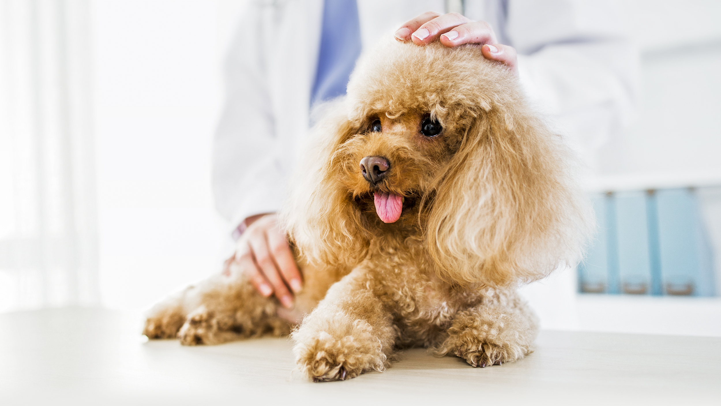 Caniche adulto acostado en una camilla de exploración del consultorio veterinario.