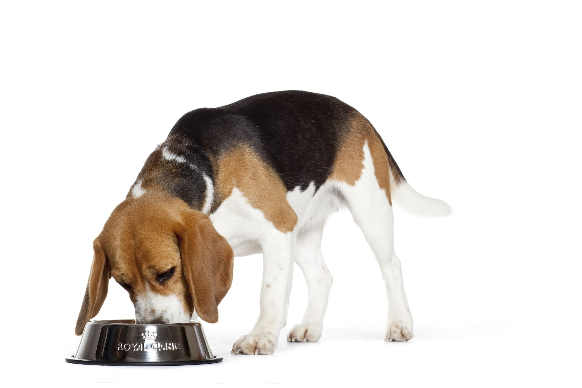 Beagle eating from a metal bowl