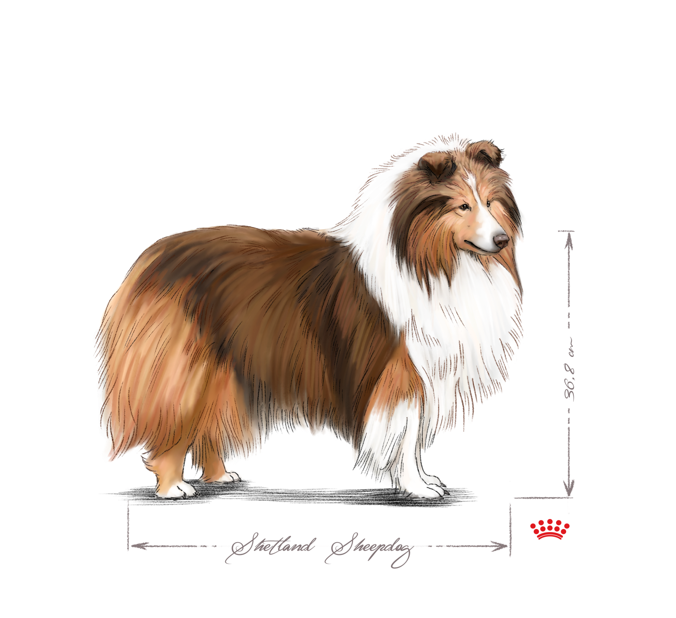 black and white shetland sheepdog adult