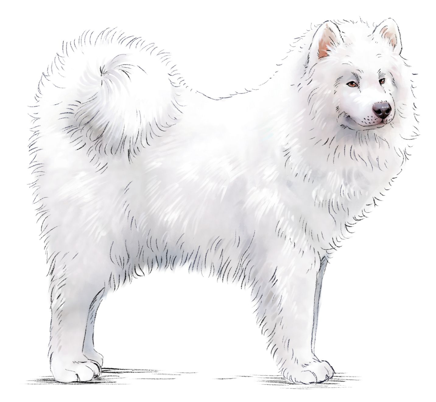 Samoyed adult black and white