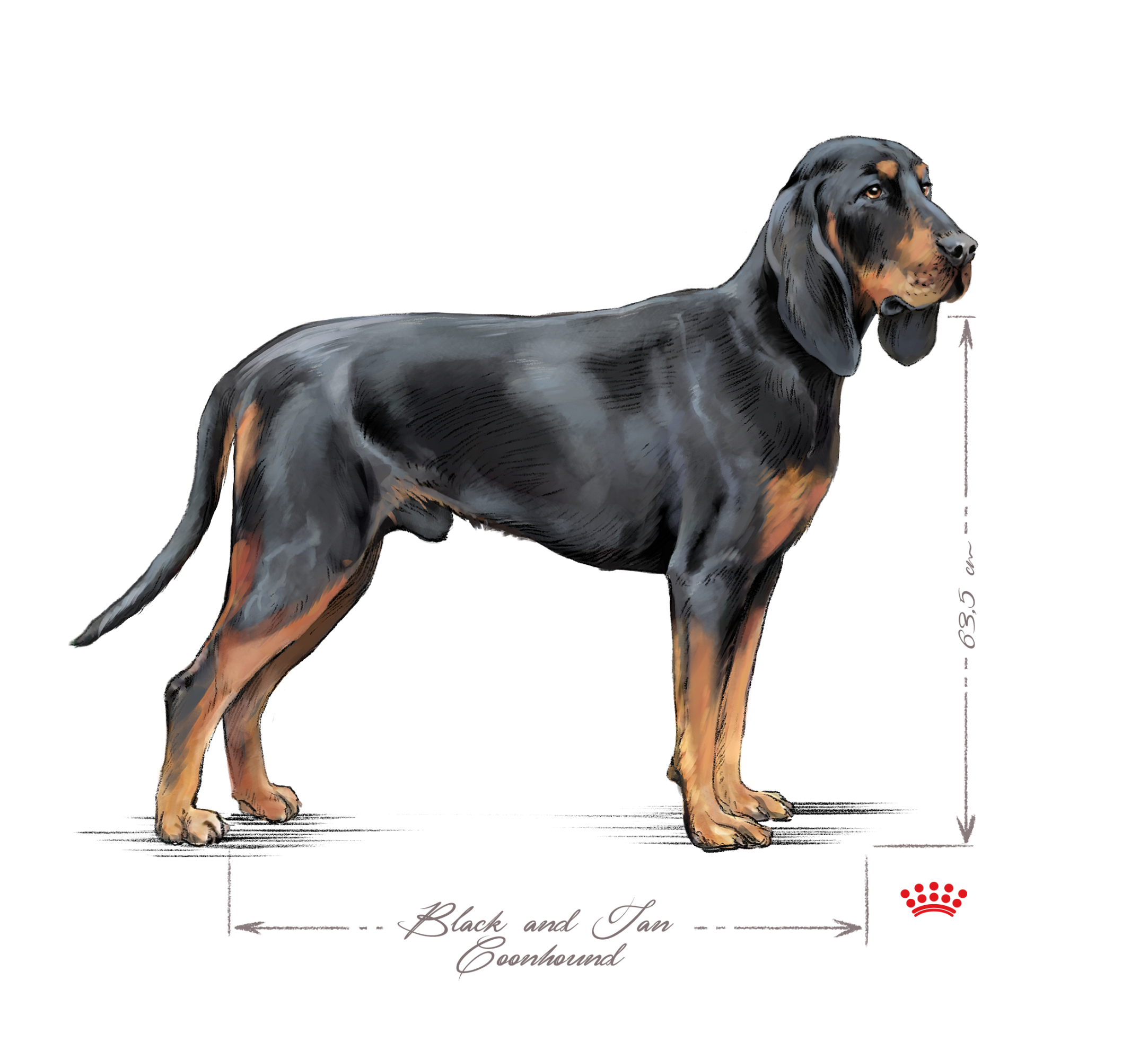 Black and Tan Coonhound adult black and white