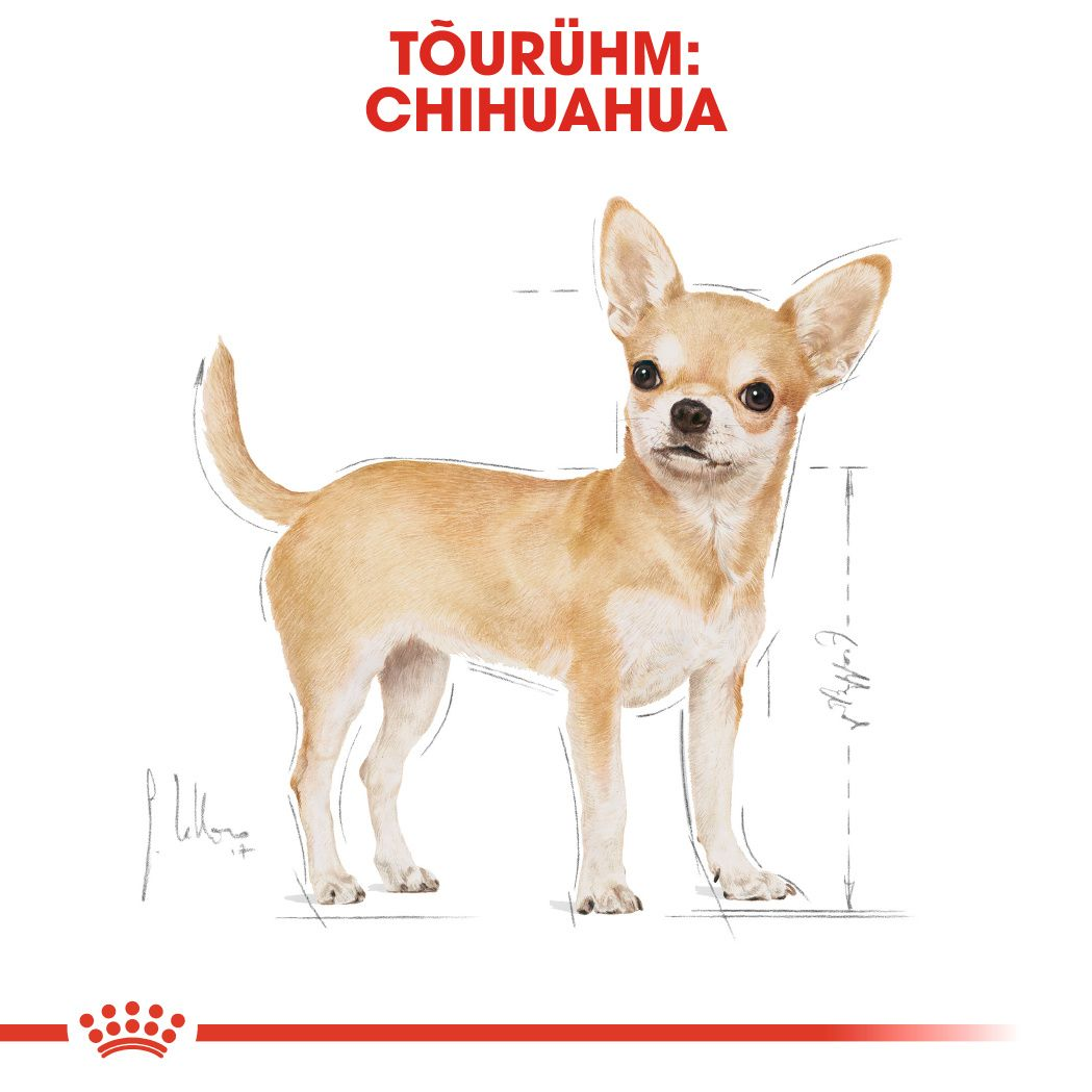 Royal Canin Chihuahua Adult konserv