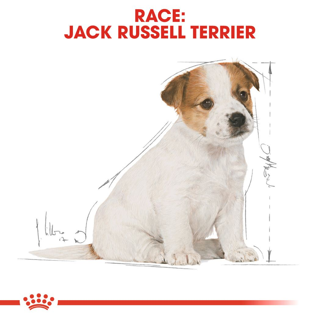 Jack Russell Terrier Puppy