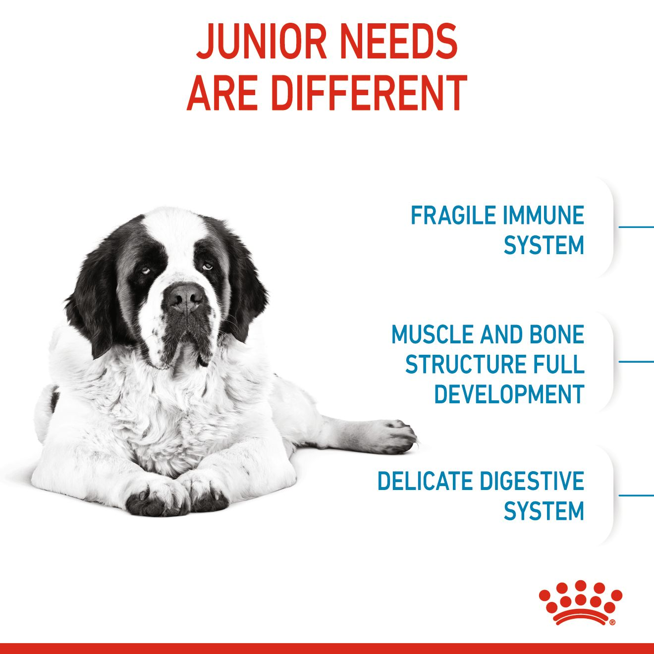 Junior giant 2025 royal canin