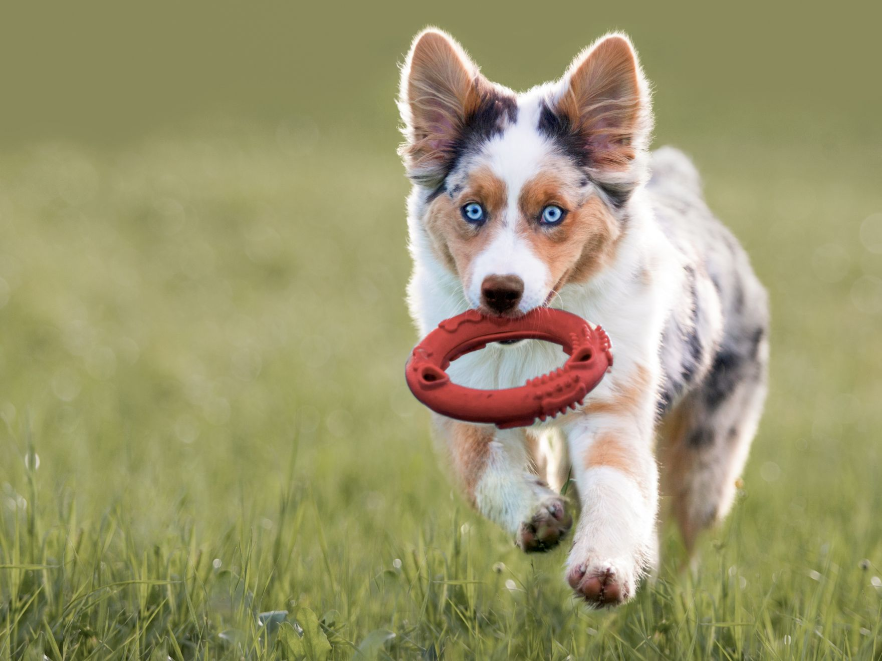 Ein Australian-Shepherd-Welpe läuft mit einem roten Spielzeugring aus Gummi im Maul über eine Wiese