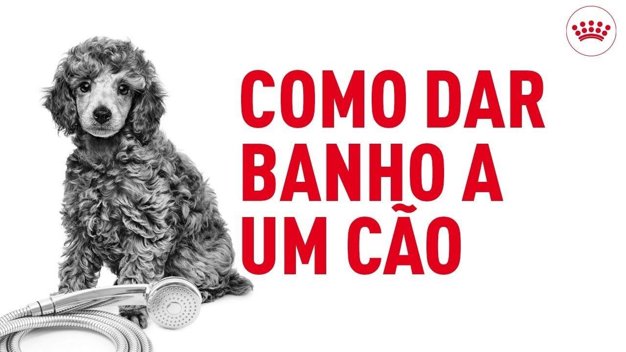 Como dar banho a um cão