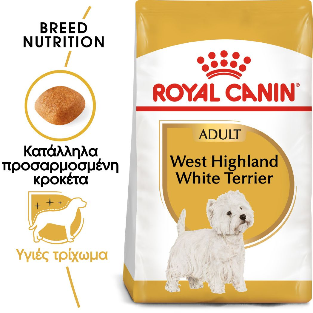 West Highland White Terrier Adult