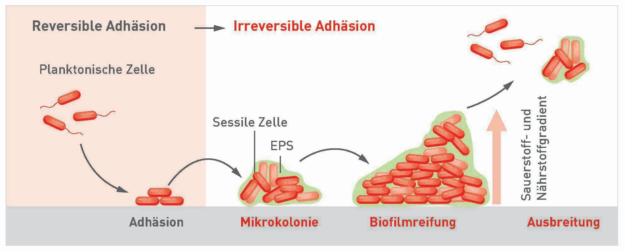 Diagramm des bakteriellen Biofilmzyklus: Phasen der dreidimensionalen Bildung und Ausbreitung