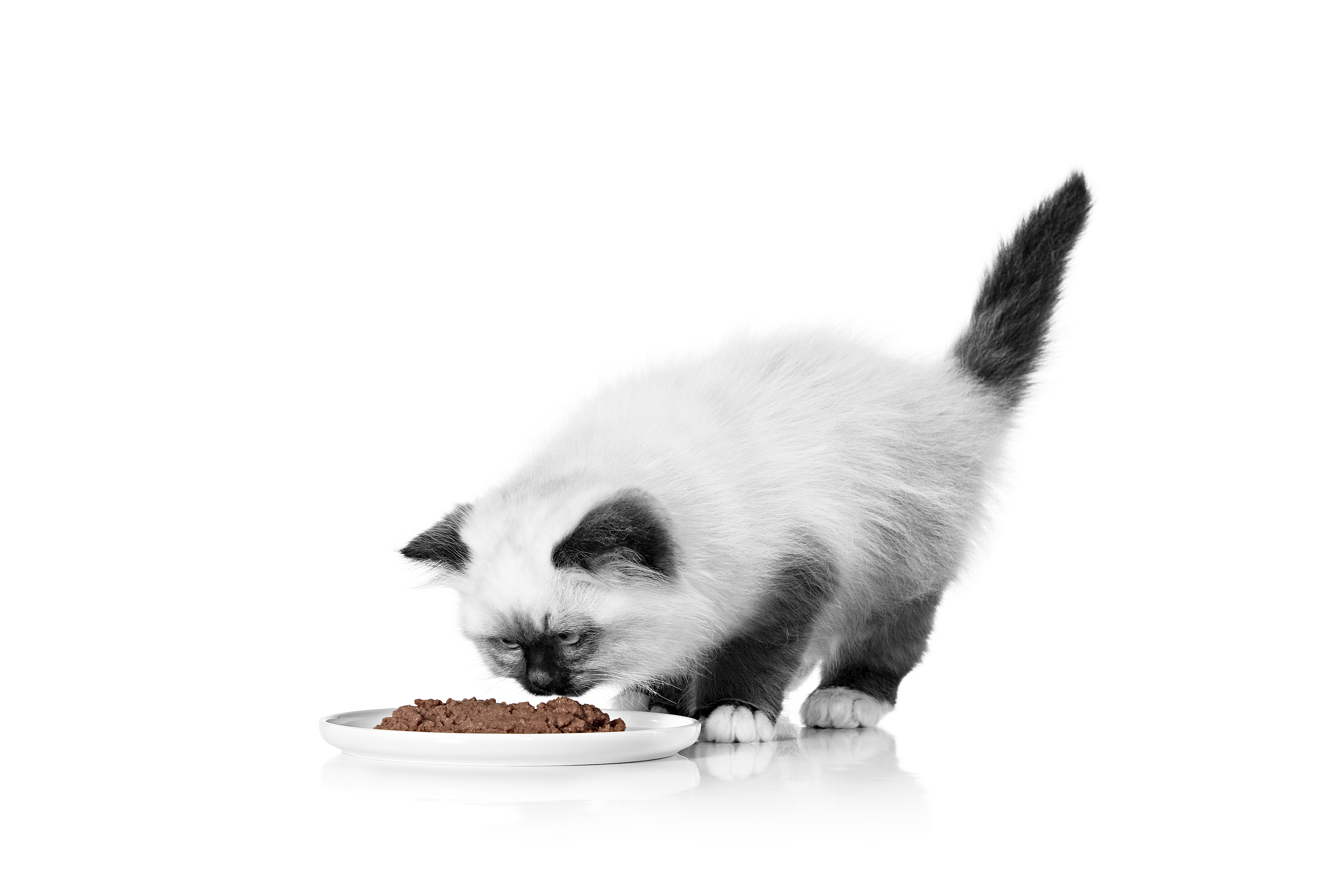 Sacred Birman kitten eating wet food in black and white on a white background