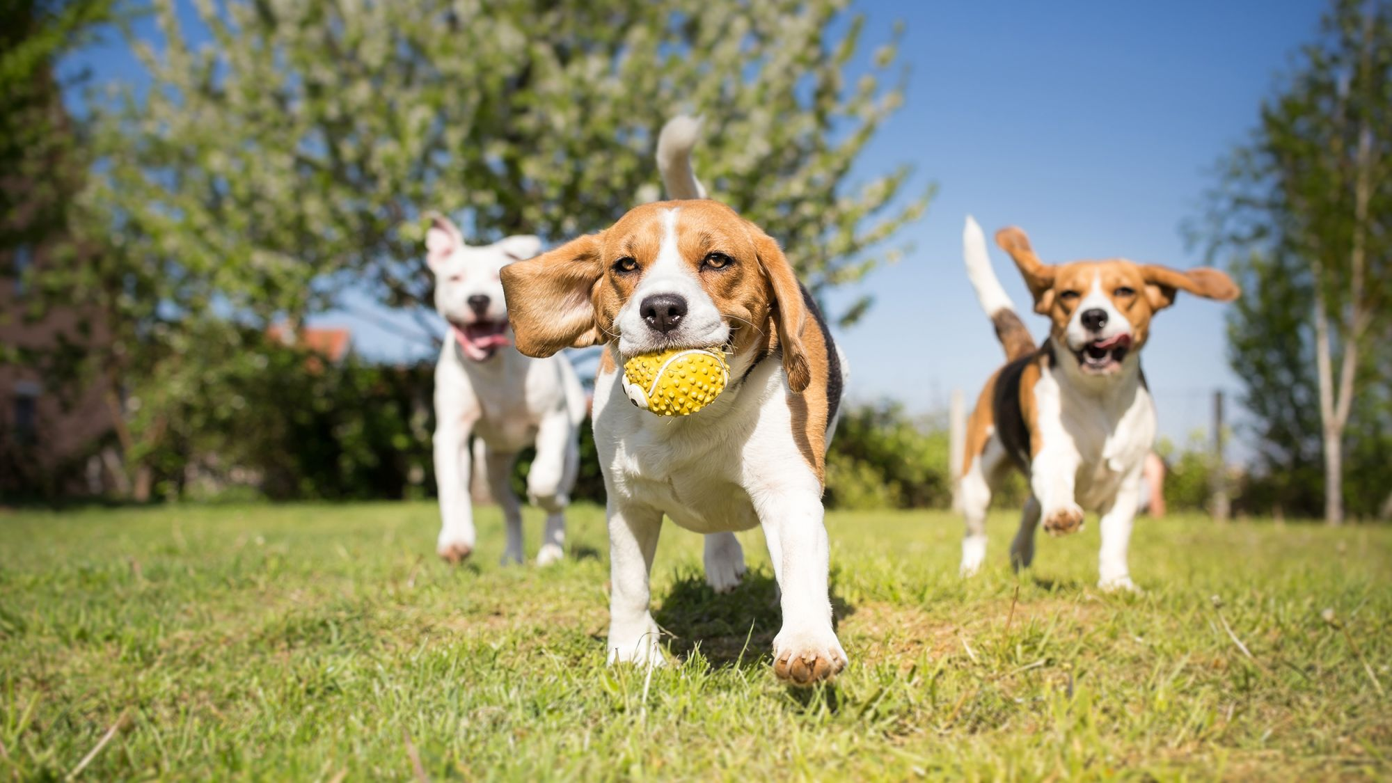 Eukanuba beagle outlet