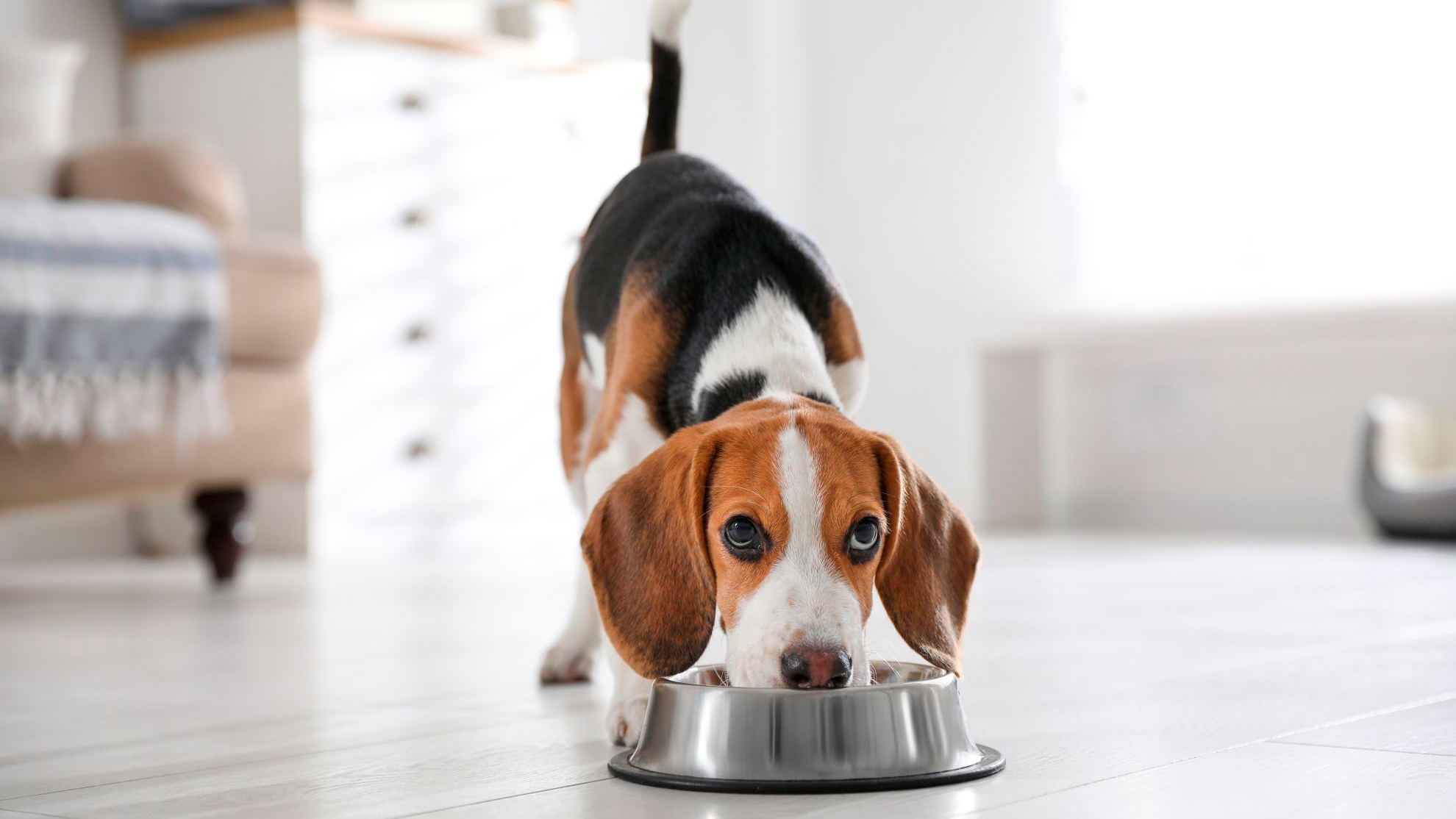Beagle puppy eating at home.