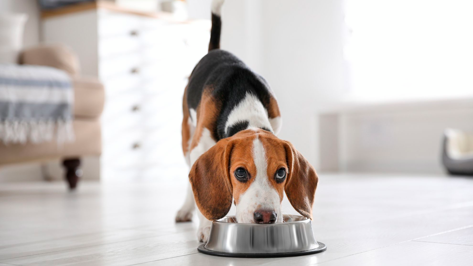 Beagle puppy eet uit voerbakje binnenshuis.