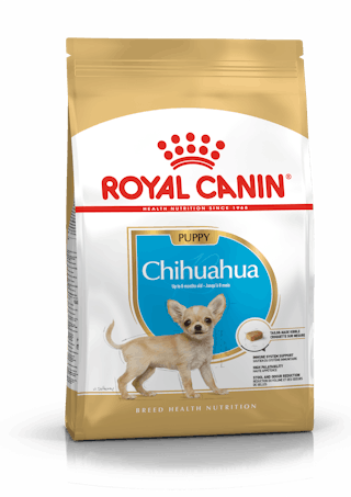 Chihuahua Cachorro
