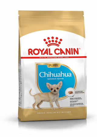 Chihuahua Puppy (Чихухуа паппи)