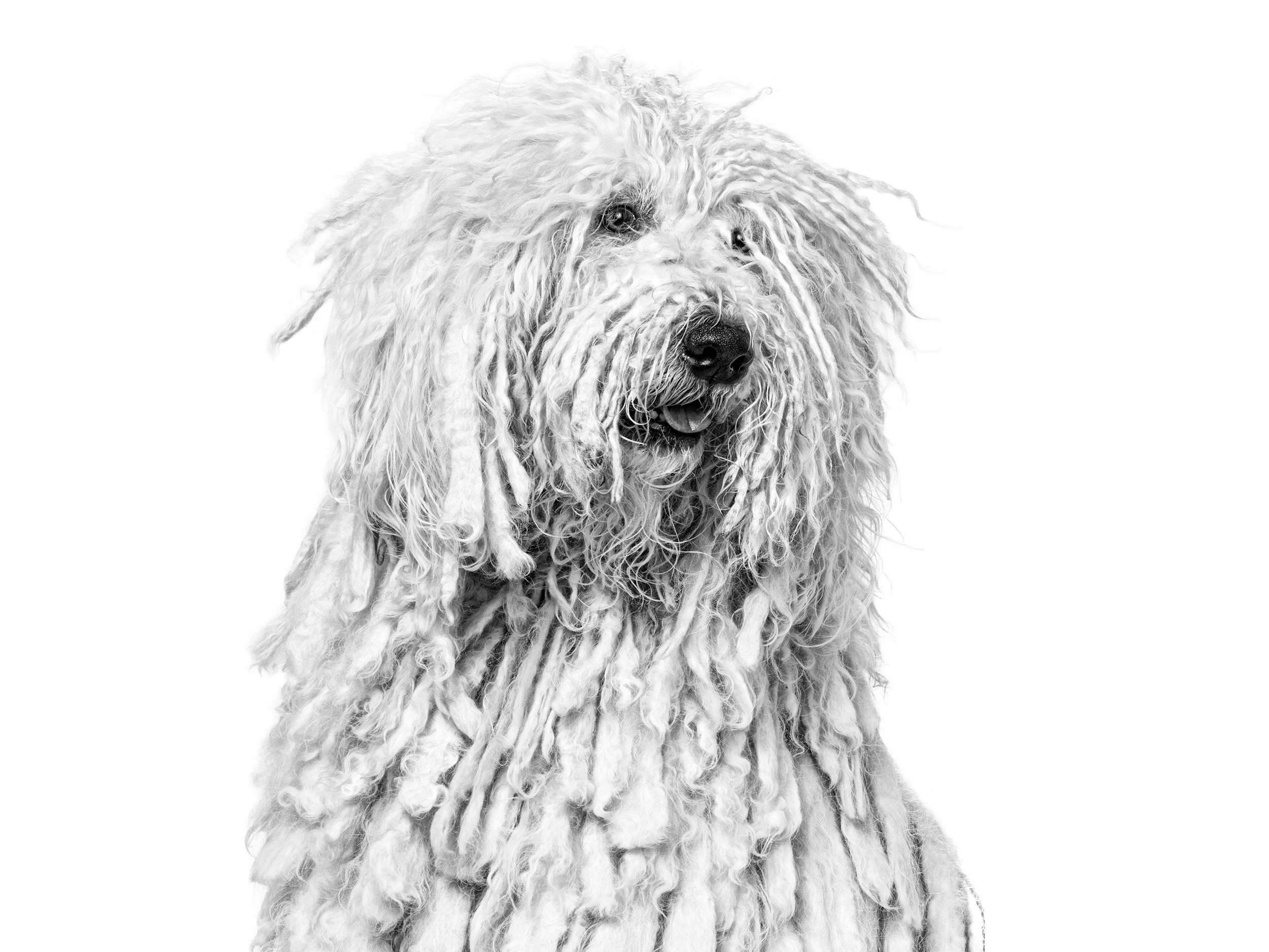 Komondor adult in black and white