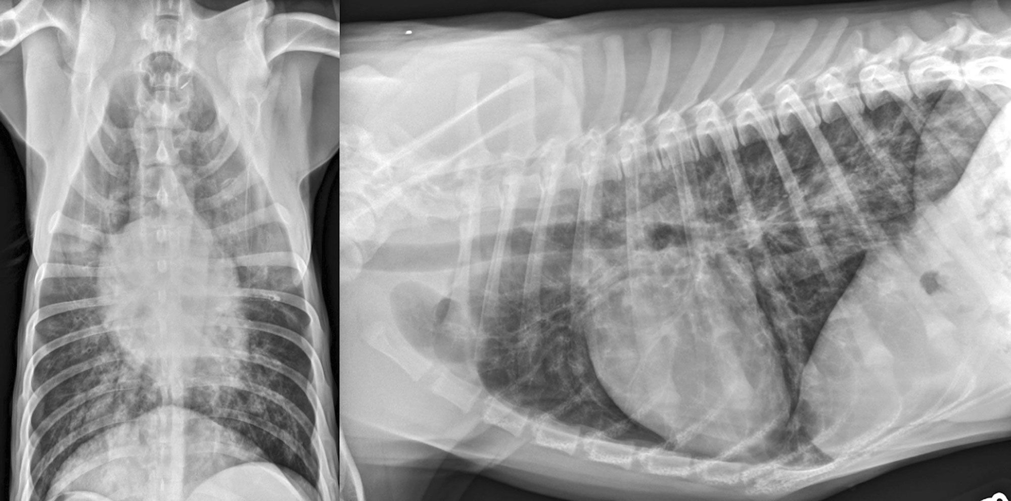 Radiographies thoraciques dorsoventrale (a) et latérale (b) chez un chien atteint de bronchite en phase terminale