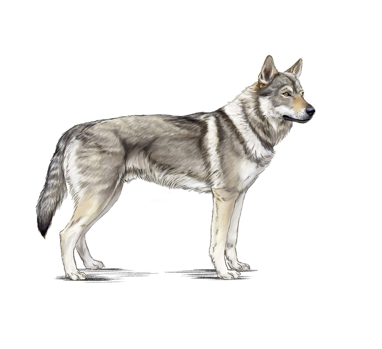 are czechoslovakian wolfdogs good for apartment units