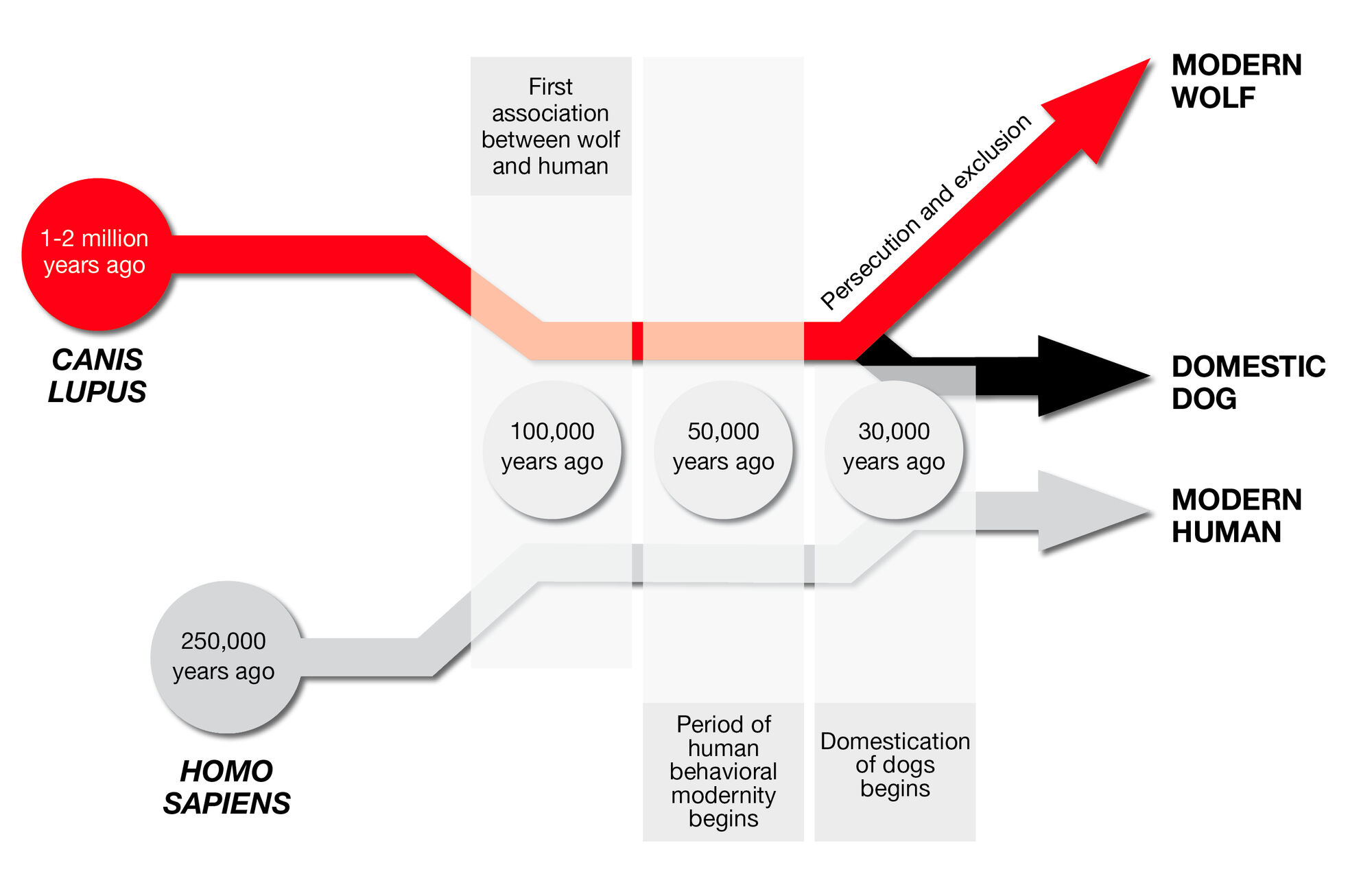 Figure 1. A brief summary of human association with the domestic dog.