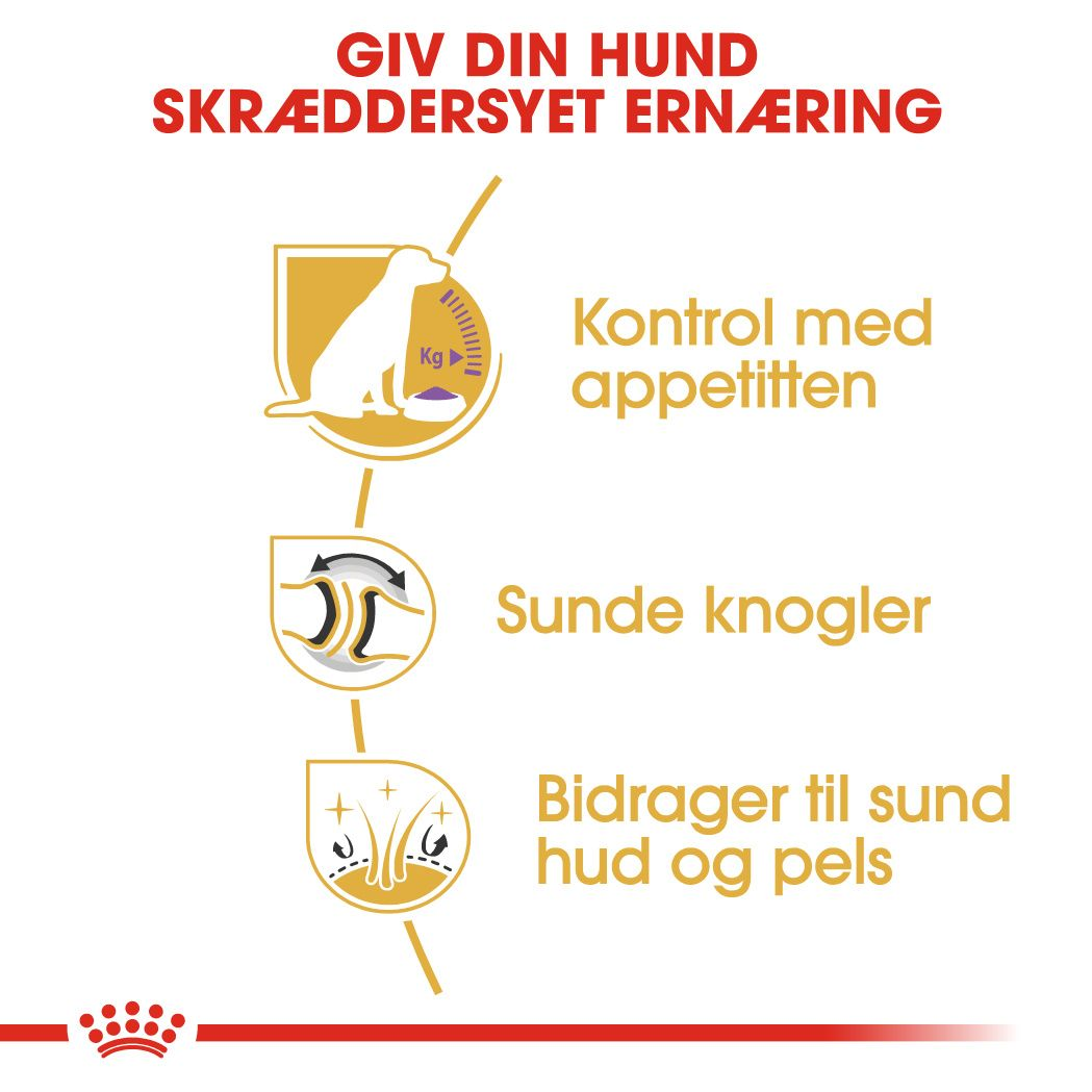 Labrador Retriever Sterilised