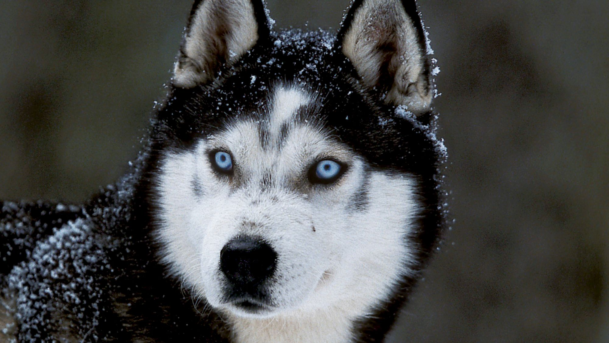 Siberian husky traits health nutrition Royal Canin US