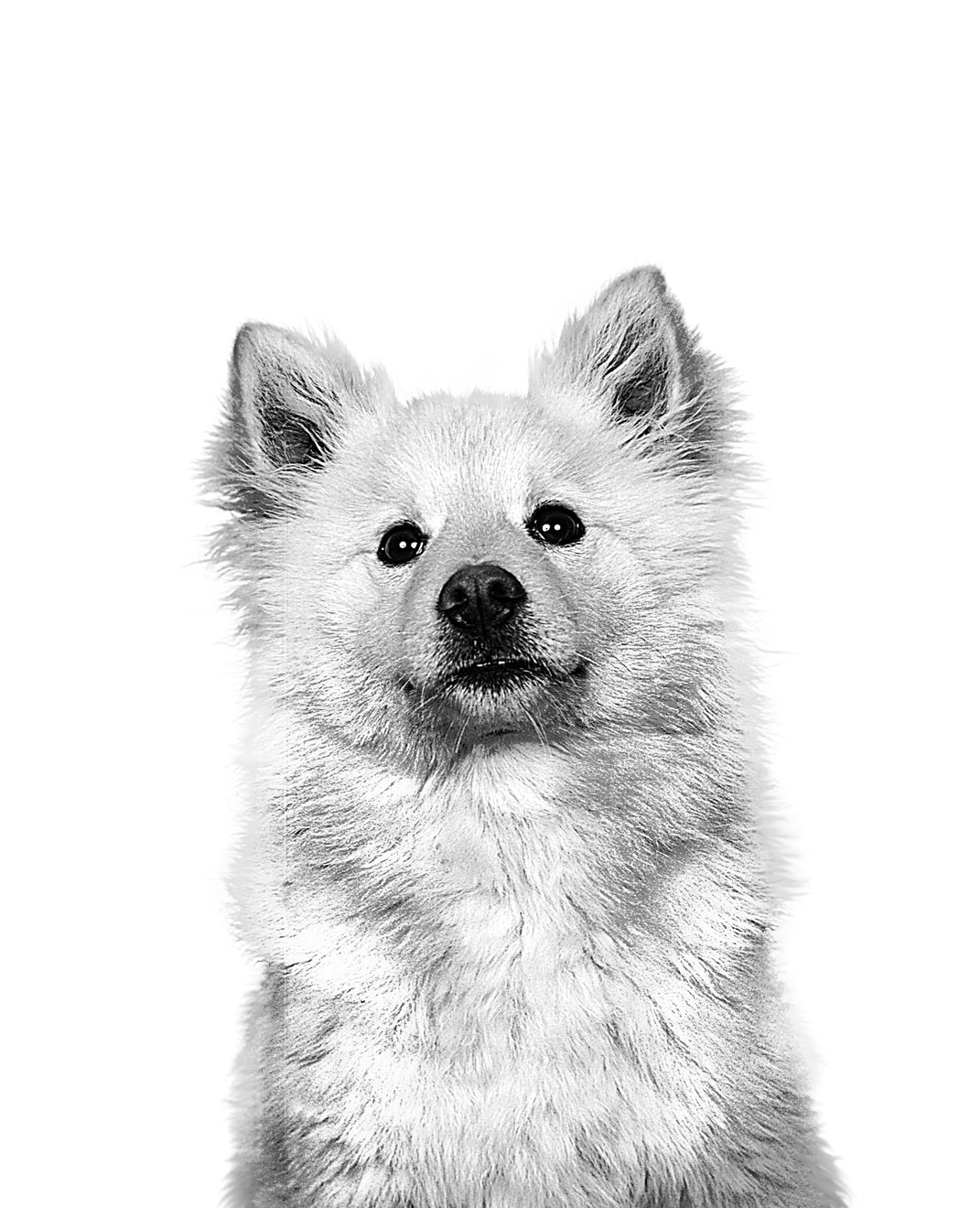 Icelandic Sheepdog adult in black and white