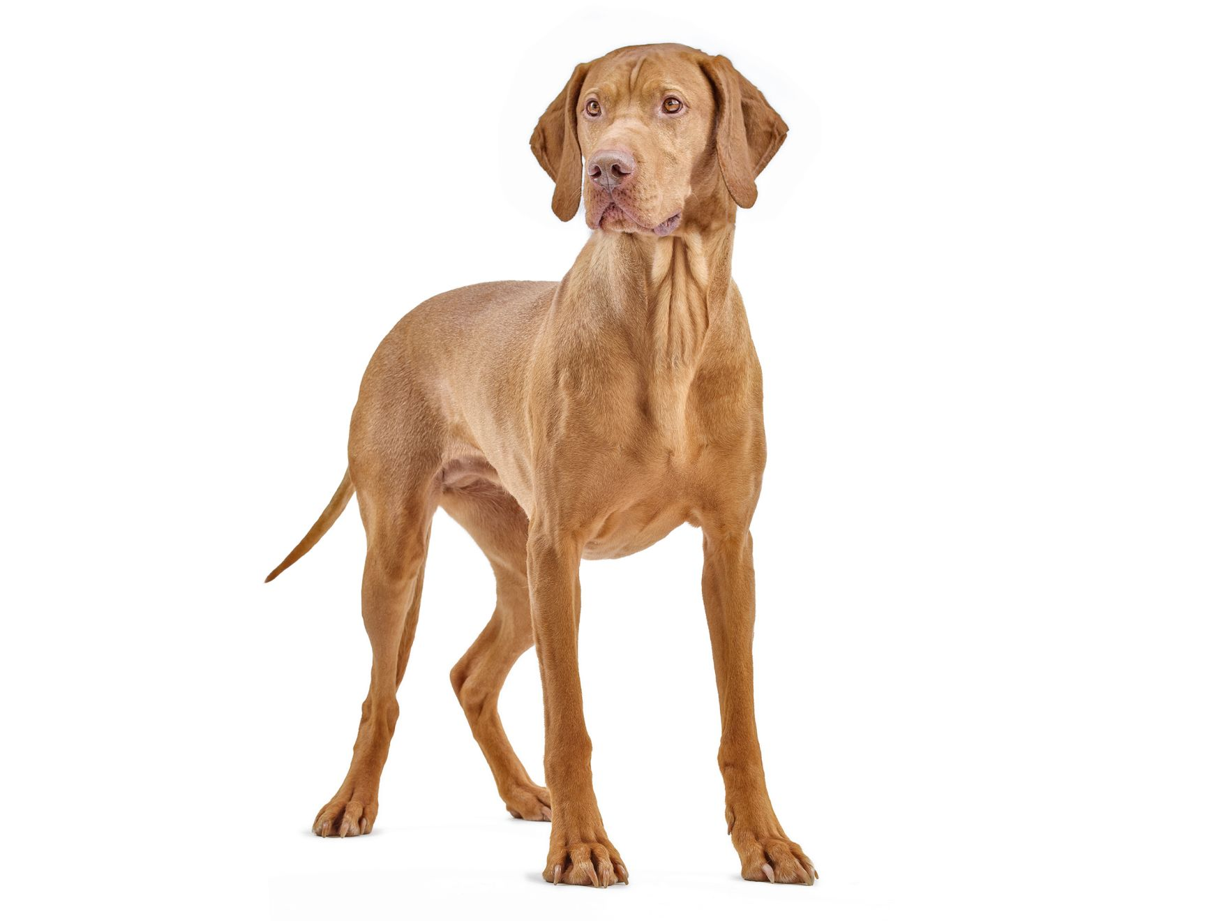 Royal shop canin vizsla