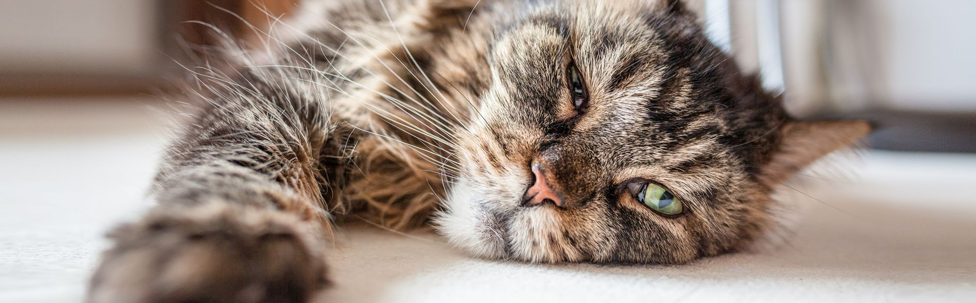 Cat lying down on the floor