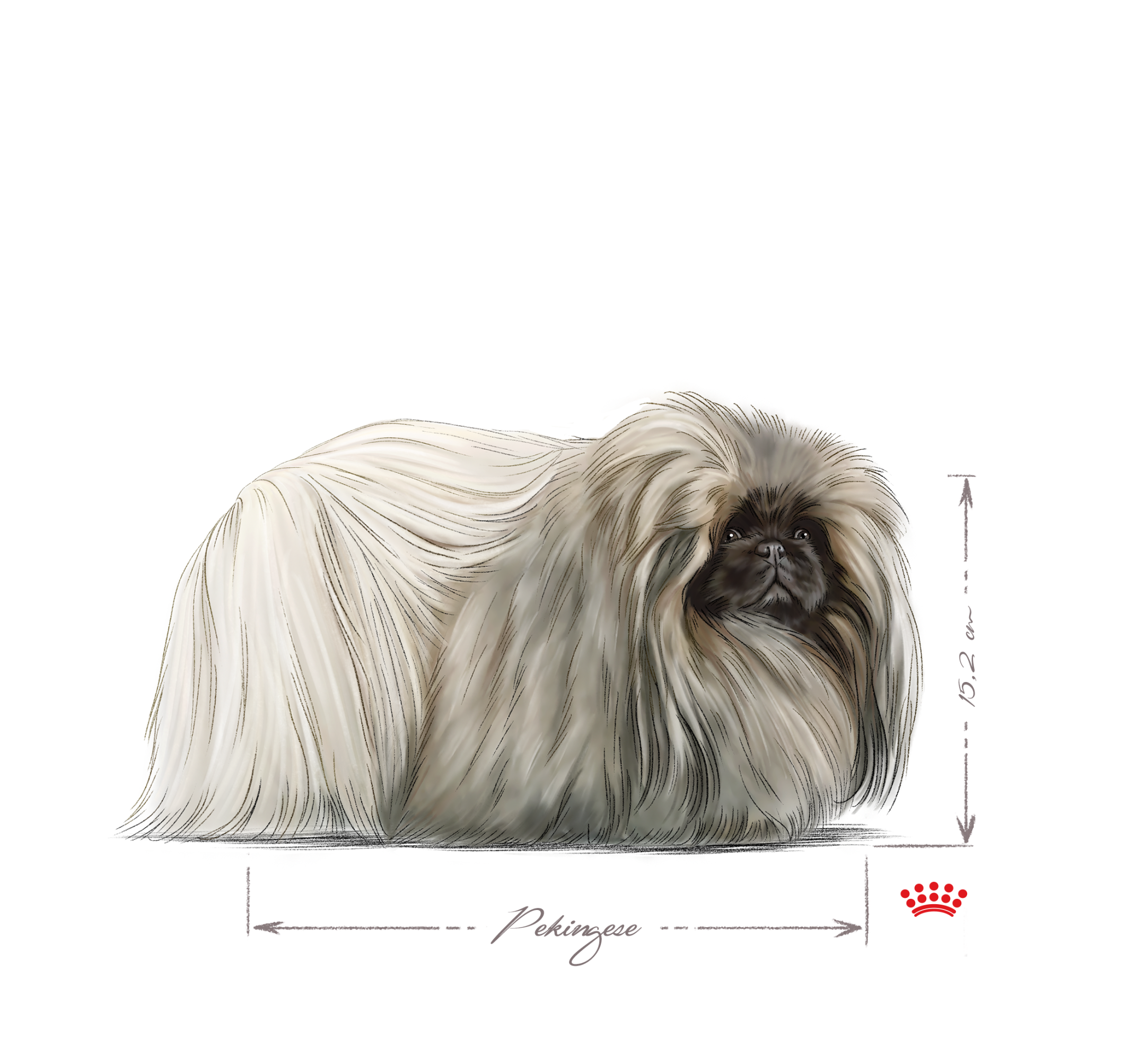 Pekingese adult black and white