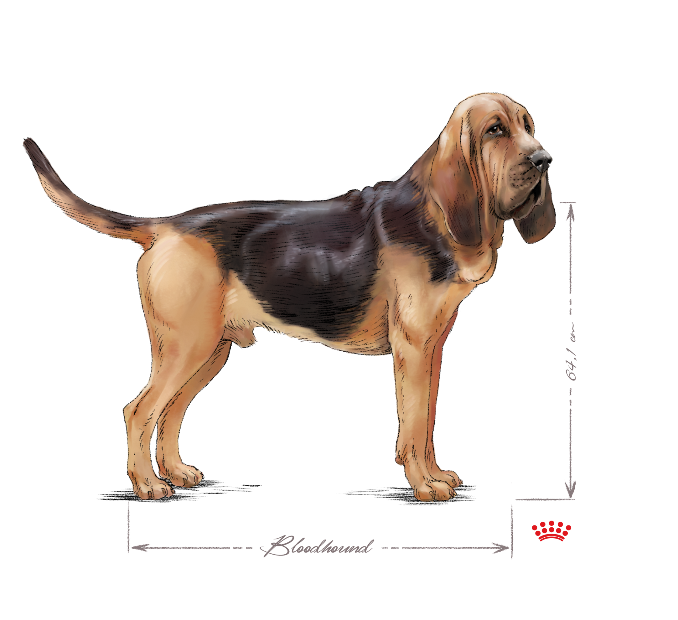 Bloodhound adult standing