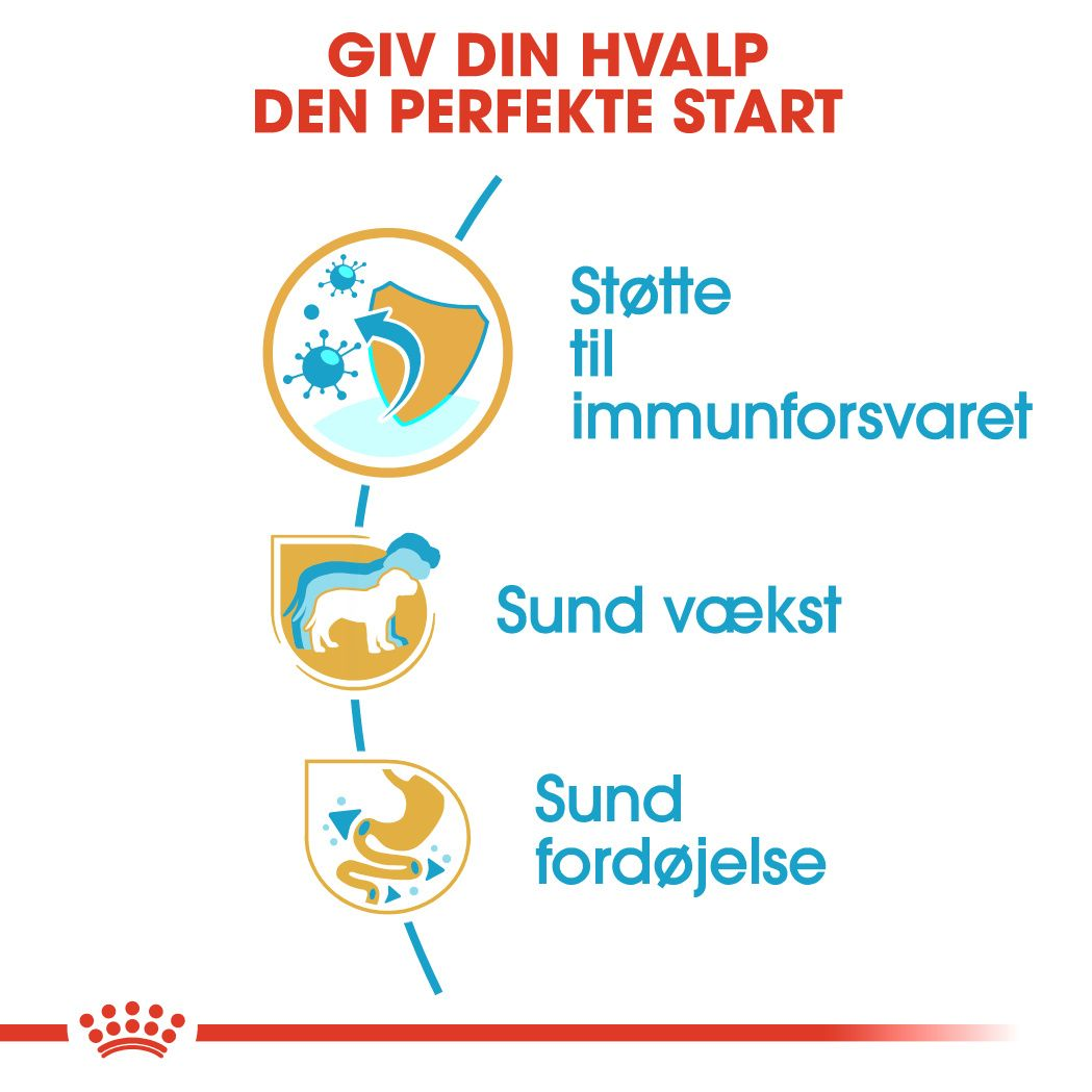 Jack Russell Terrier Puppy