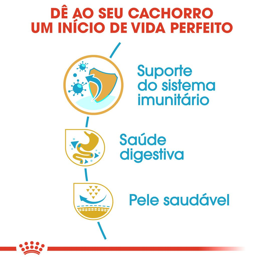 French Bulldog Puppy