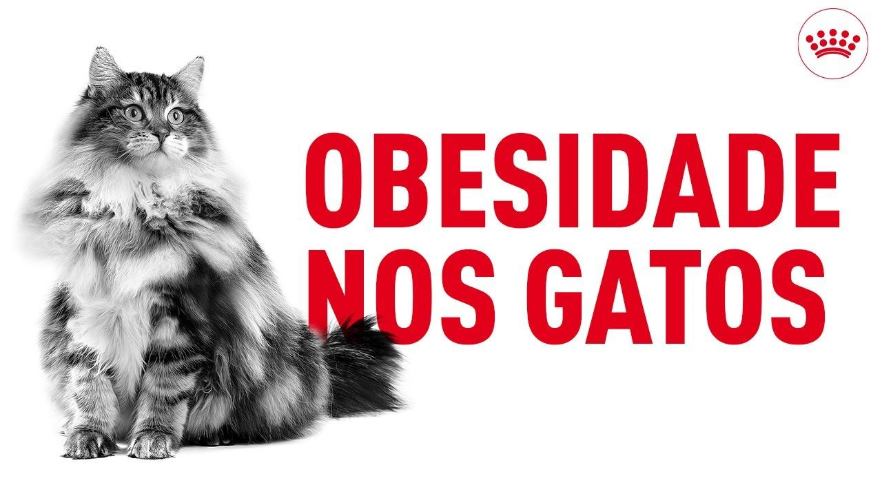 Obesidade nos gatos: hábitos saudáveis para controlar a obesidade felina