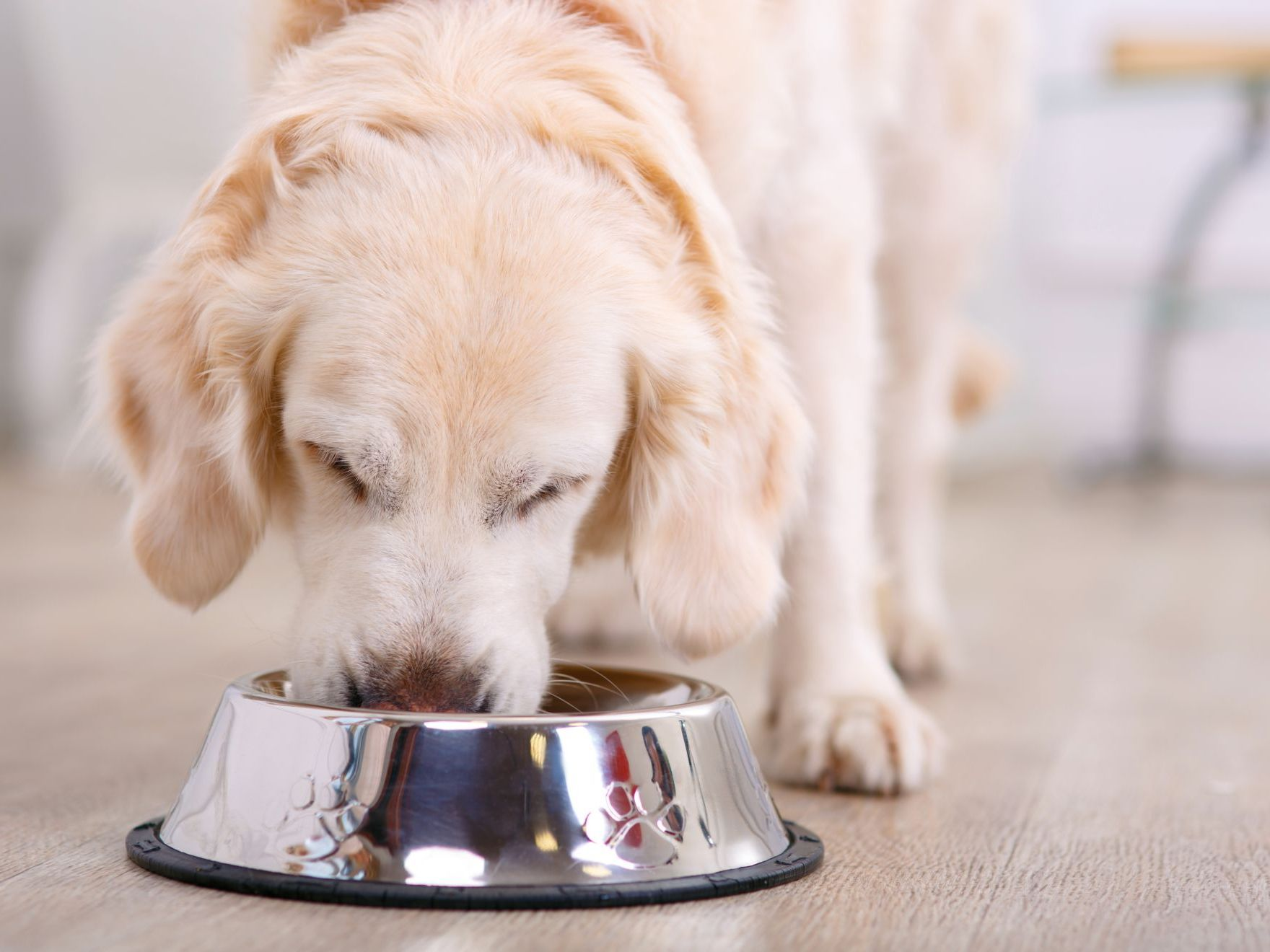 Gros plan d'un chien mangeant dans sa gamelle