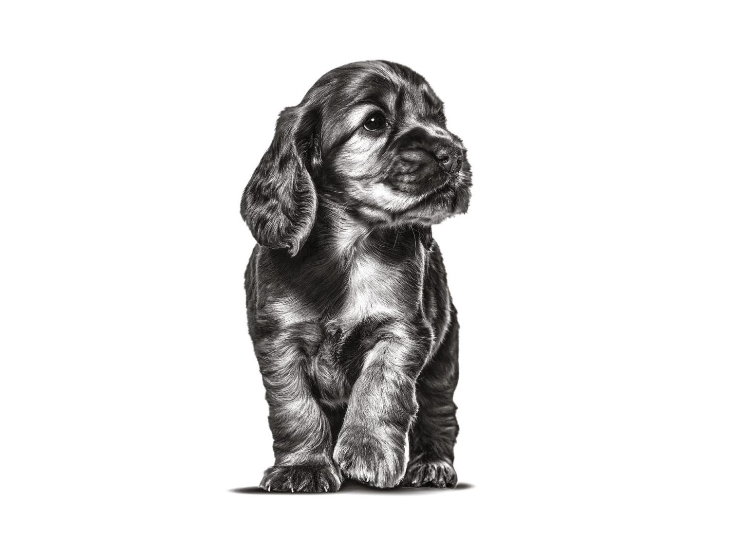 Cachorro de Cocker Spaniel en pie en blanco y negro sobre un fondo blanco
