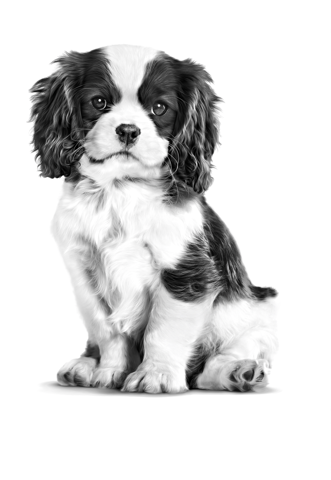 what should i feed my cavalier king charles puppy