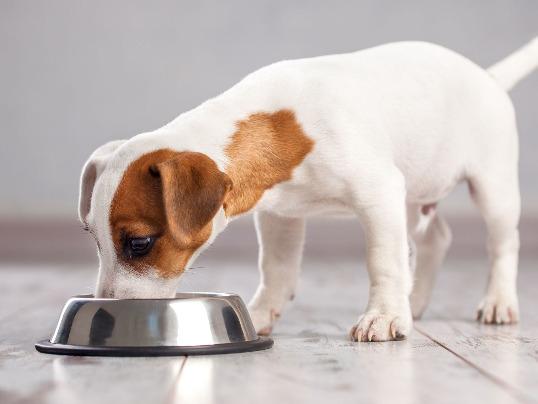 Jack Russell Terrier standing indoors eating from a silver food bowl