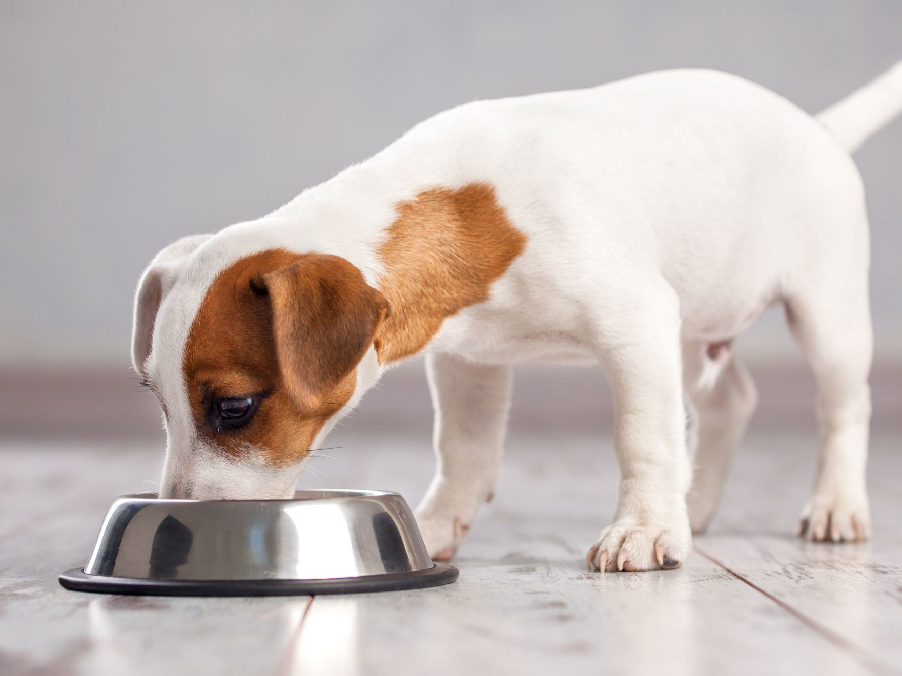 Jack Russell Terrier, în casă, mâncând dintr-un bol de hrană argintiu