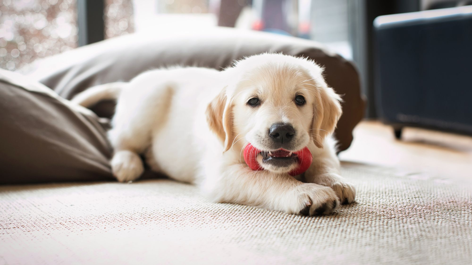 子犬に正しい噛む習慣を教える Eukanuba